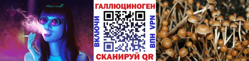 shop официальный сайт  Дигора  Псилоцибиновые грибы Psilocybe 